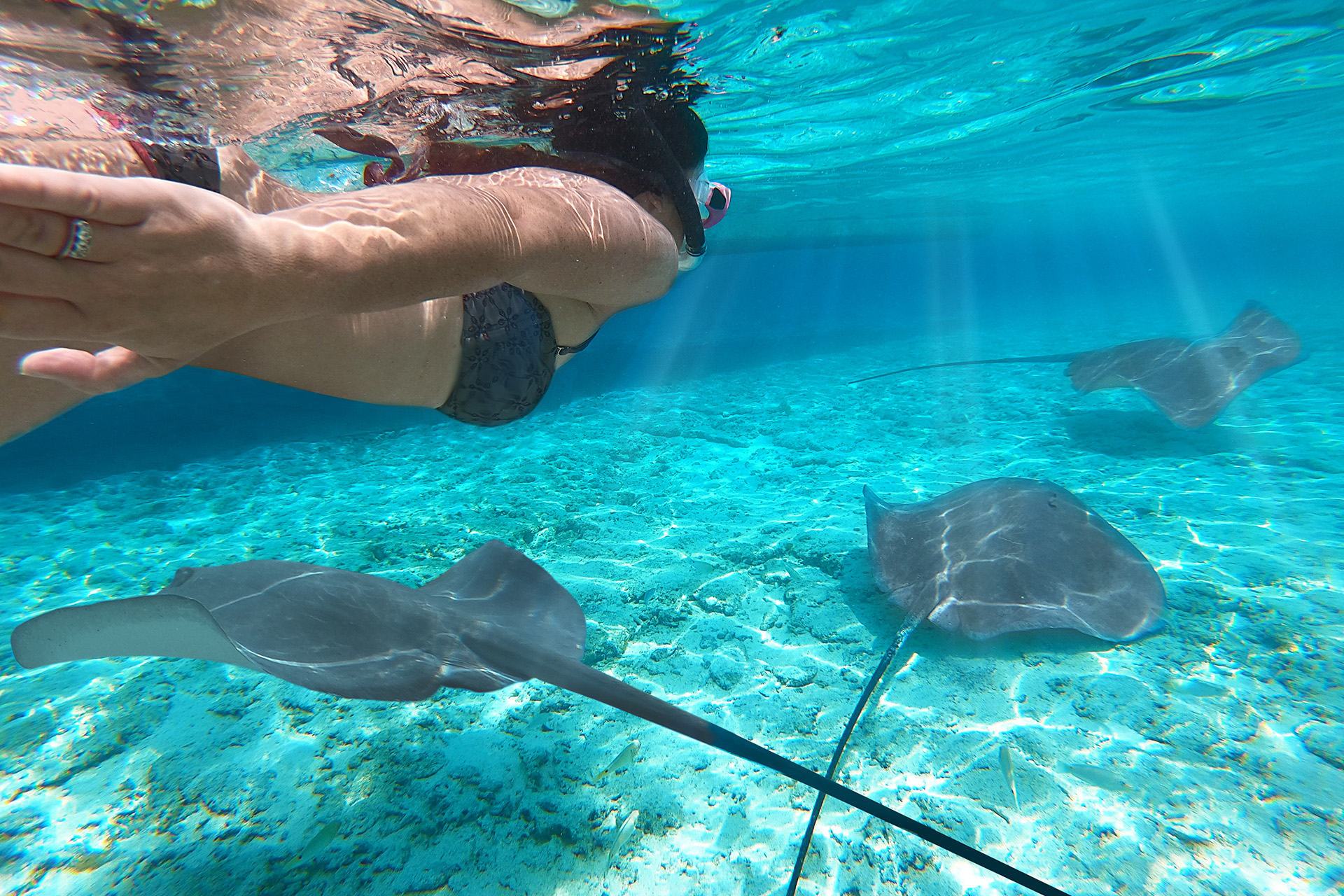 snorkelling with sting rays in the Bahamas wildlife