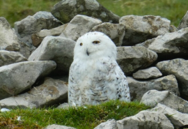 Snowy Owl amongst rocks on St Kilda