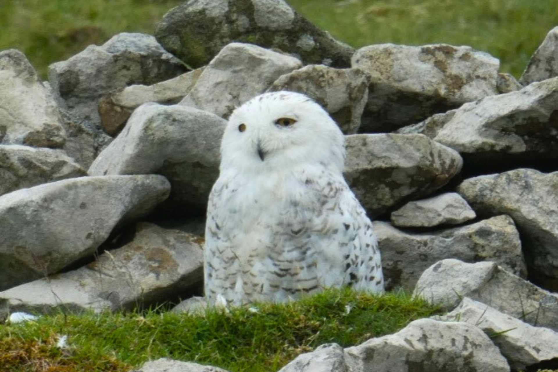 Snowy Owl amongst rocks on St Kilda