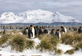 South Georgia Island King Penguin Tecla