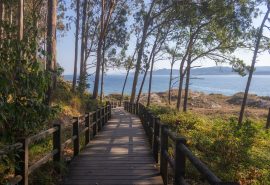 Spain Vigo iles cies forest