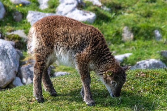 St Kilda Soay Sheep