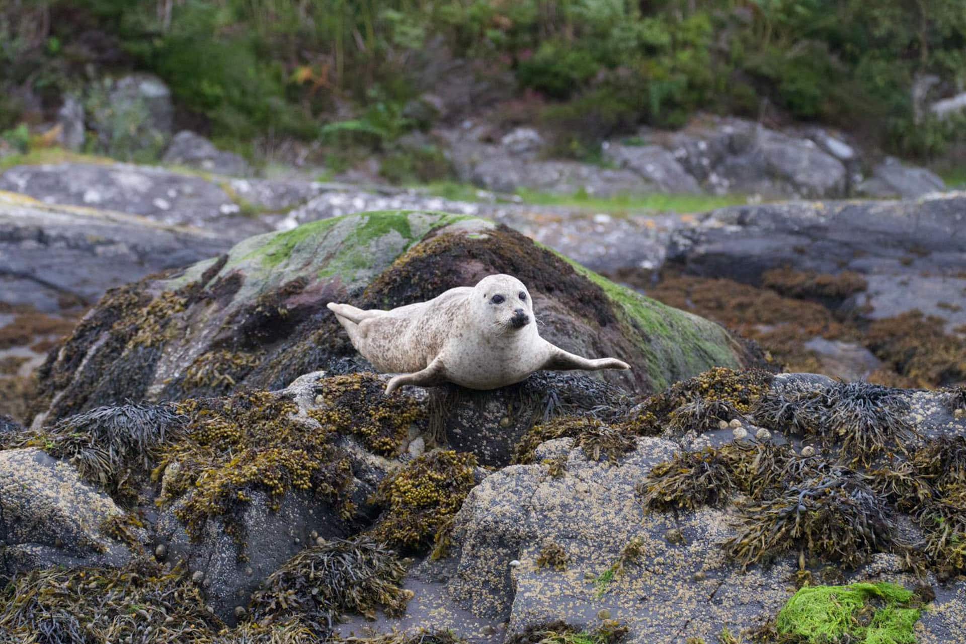 Steady Scotland wildlife seal in the Hebrides