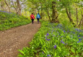 Steady guests walking through bluebell forest in the Hebrides, hike and sail Scotland