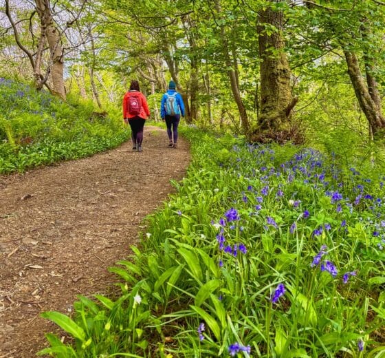 Steady guests walking through bluebell forest in the Hebrides, hike and sail Scotland