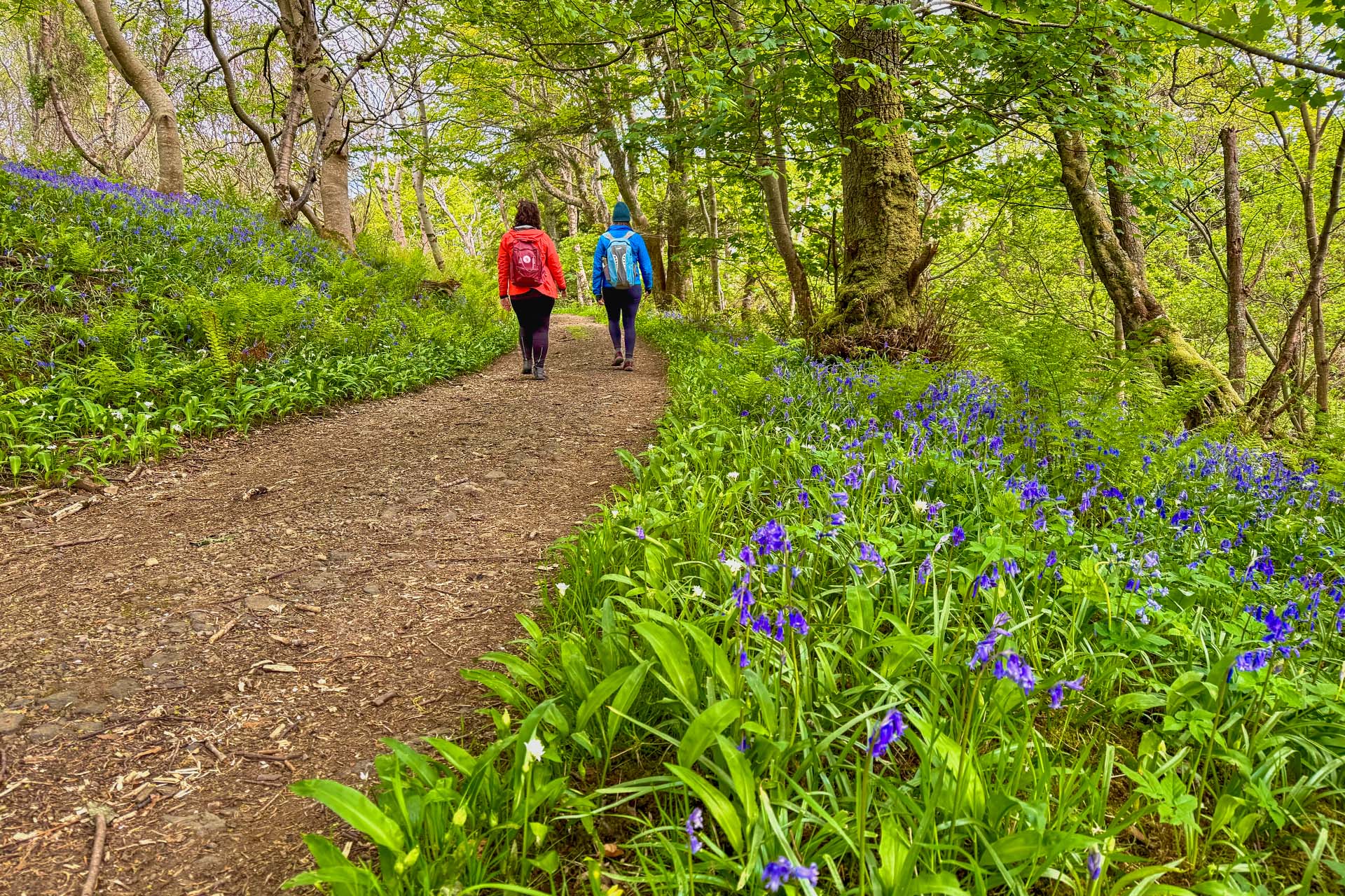 Steady guests walking through bluebell forest in the Hebrides, hike and sail Scotland
