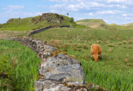 Steady highland cow grazing in the Highlands, Scotland