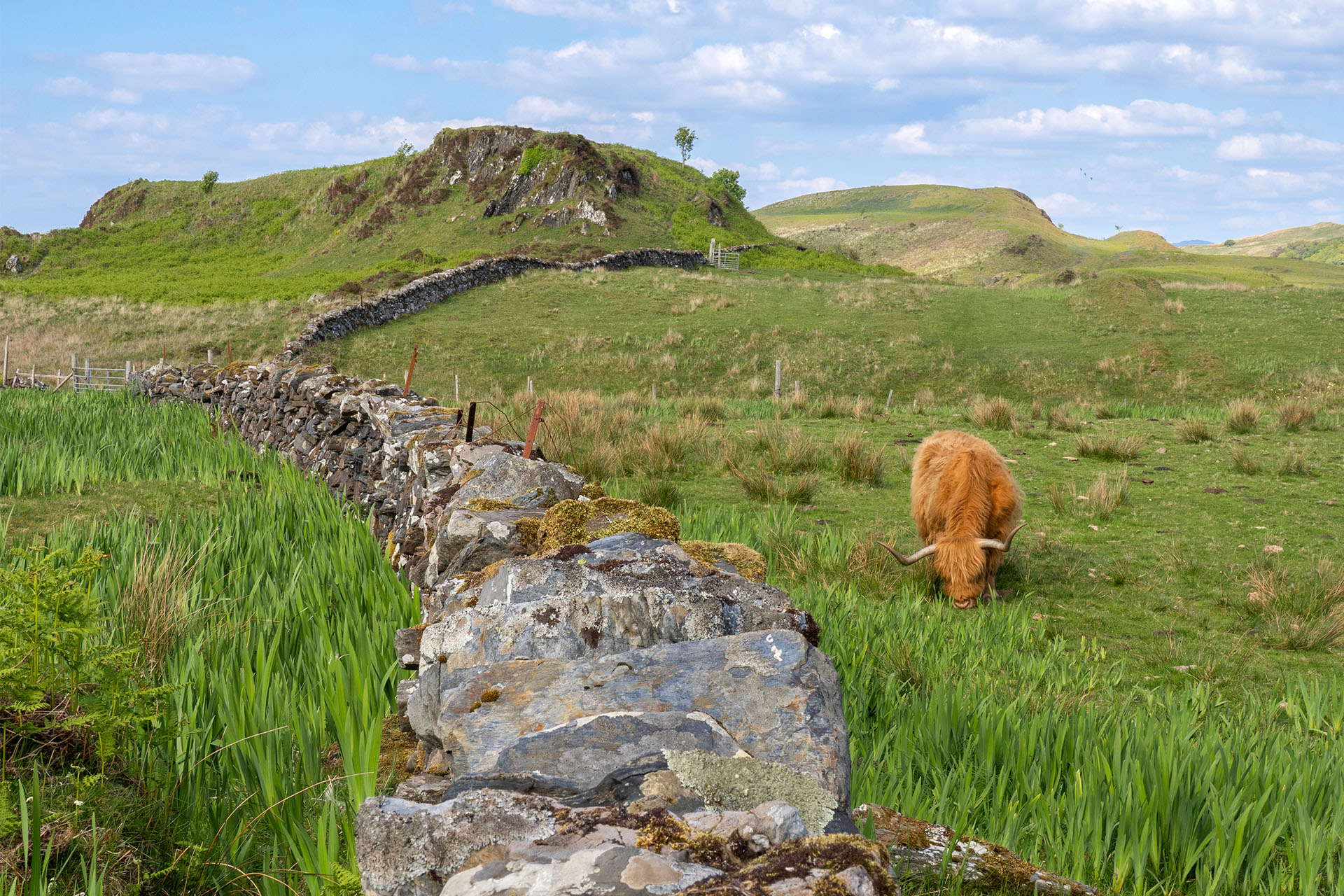 Steady highland cow grazing in the Highlands, Scotland