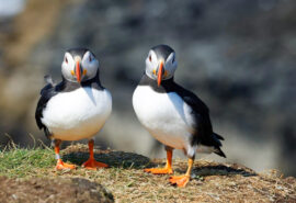 Steady pair of puffins in the Hebrides, Scottish Wildlife Scotland