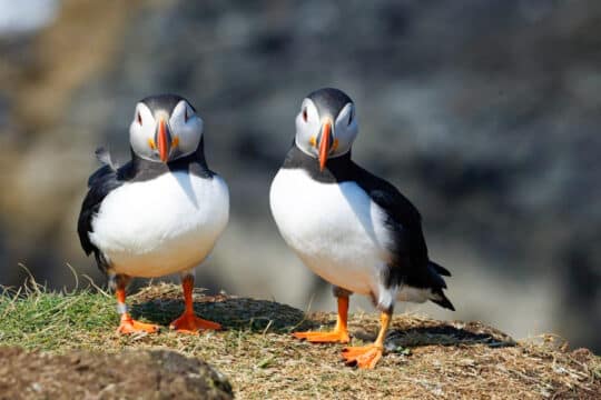 Steady pair of puffins in the Hebrides, Scottish Wildlife Scotland