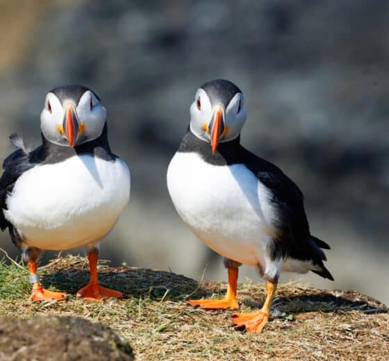 Steady pair of puffins in the Hebrides, Scottish Wildlife Scotland