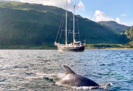 Steady yacht sailing in Scotland with dolphin Hebrides wildlife