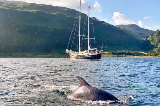 Steady yacht sailing in Scotland with dolphin Hebrides wildlife