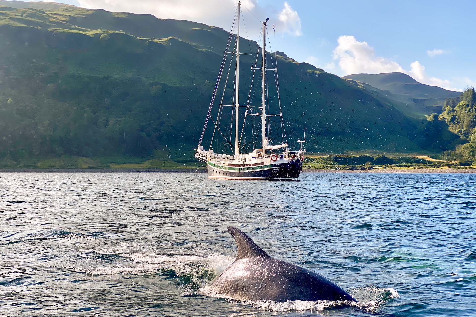 Steady yacht sailing in Scotland with dolphin Hebrides wildlife