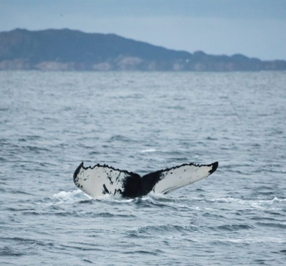 Stella Norway Tromso humpback whale