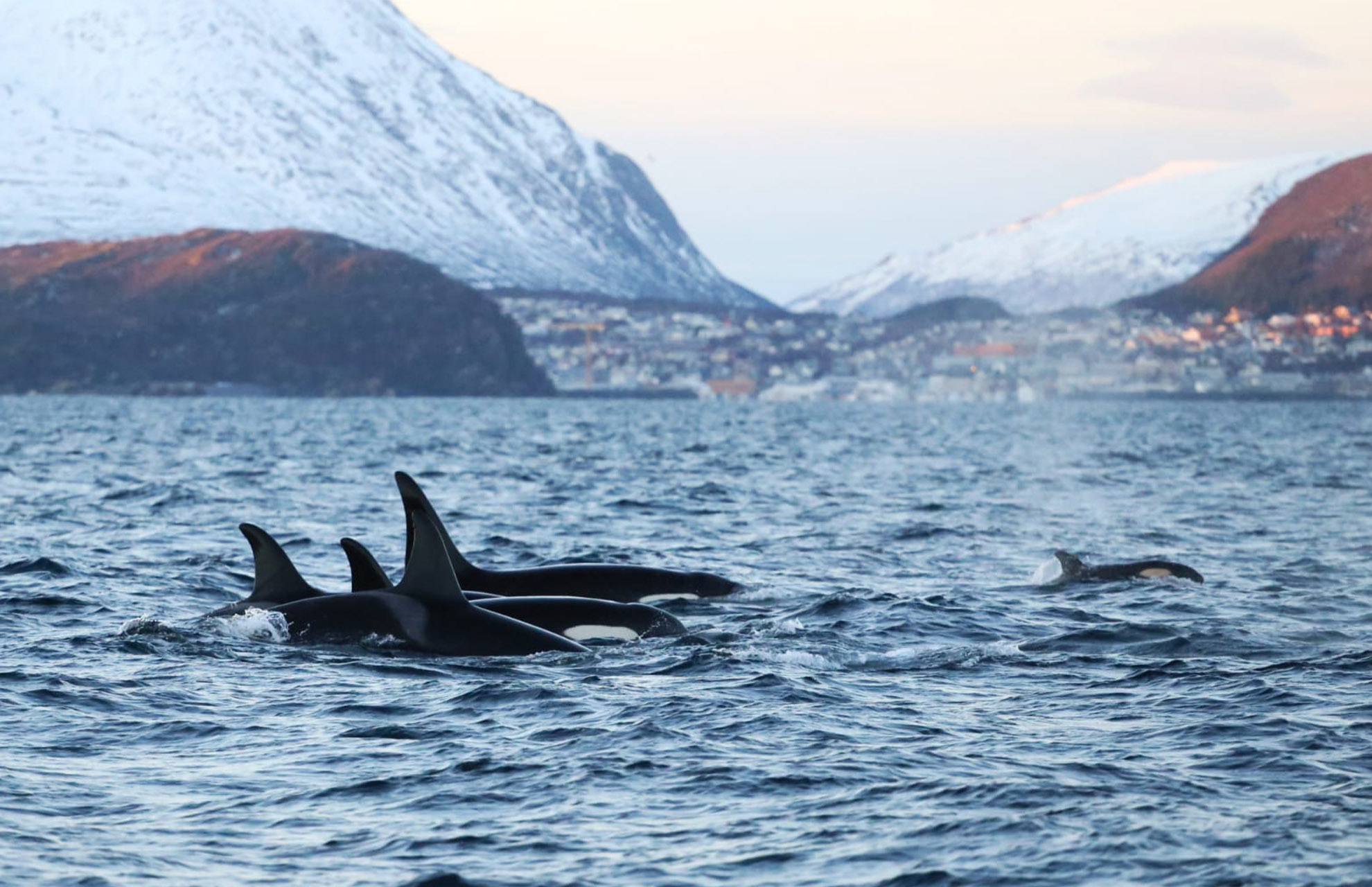 Stella Norway Tromso orca whale pod