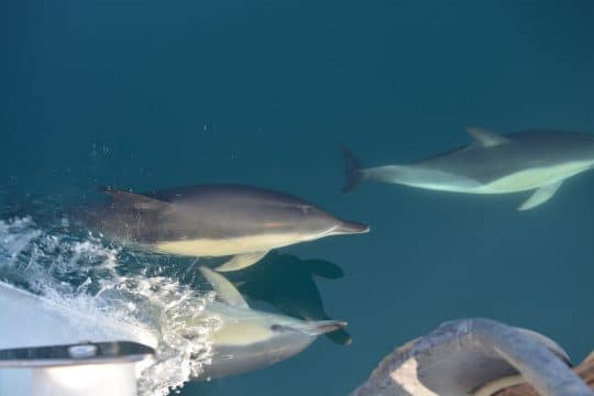 Stravaigin Dolphins scotland