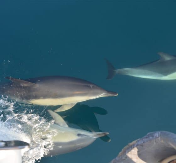 Stravaigin Dolphins scotland