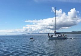 Stravaigin dolphins motoring