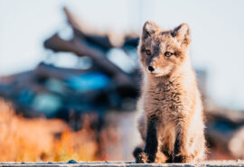 Svalbard Arctic Fox wildlife