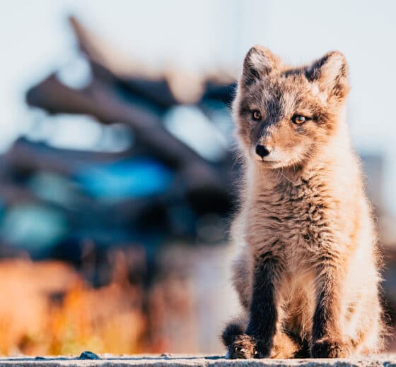 Svalbard Arctic Fox wildlife