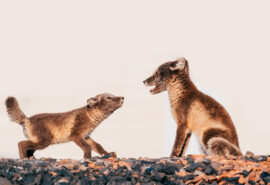 Svalbard Arctic foxes wildlife