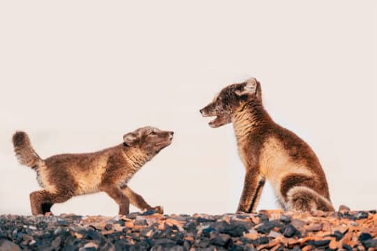Svalbard Arctic foxes wildlife