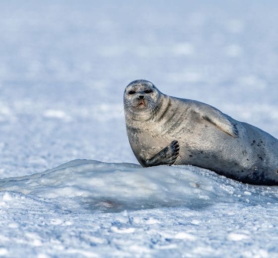 Svalbard Arctic seal