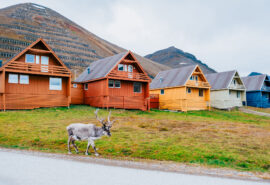 Svalbard Longyearben Reindeer wildlife