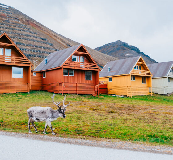 Svalbard Longyearben Reindeer wildlife