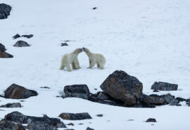 Svalbard Polar Bear Wildlife Noorderlicht