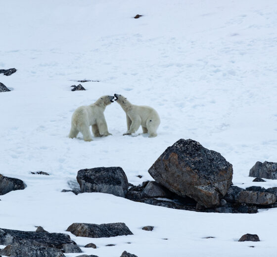 Svalbard Polar Bear Wildlife Noorderlicht