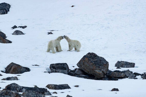 Svalbard Polar Bear Wildlife Noorderlicht