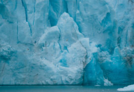 Svalbard wildlife arctic birds Glacier