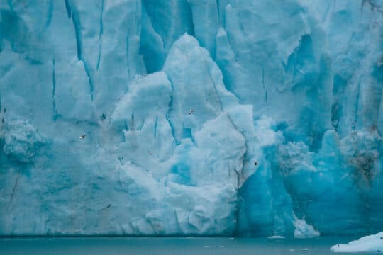 Svalbard wildlife arctic birds Glacier