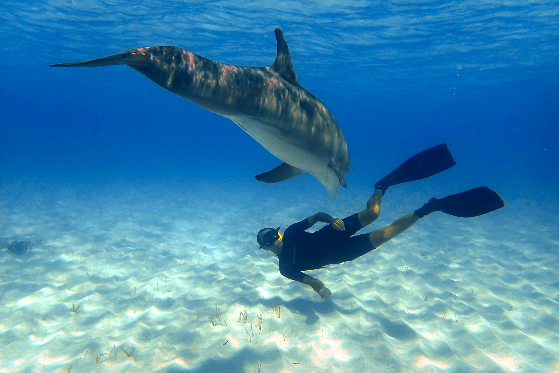 Swimming with Dolphins in the Bahamas Bonnie Lynn