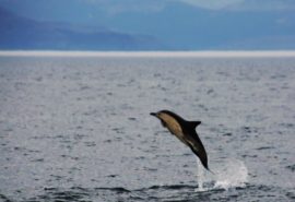 Dolphins in Scotland