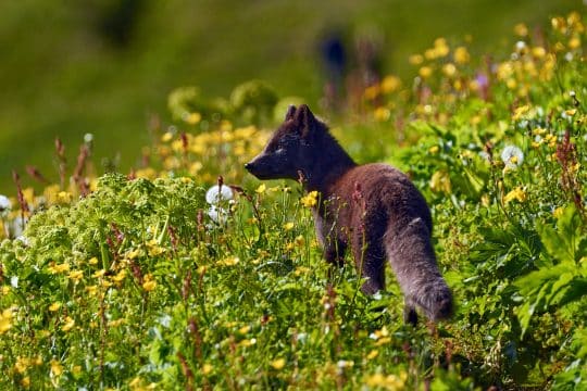 Tecla Arctic Fox in Iceland summer