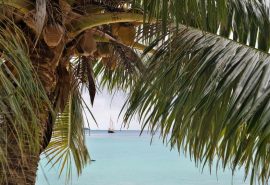 Tecla French Polynesia
