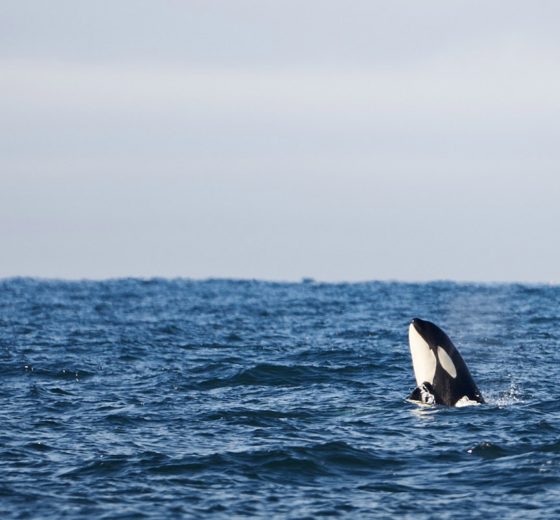 Tecla sailing Killer Whale Orca