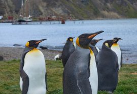 Tecla sailing South Georgia Penguins