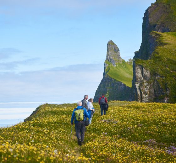 Tecla guests hiking in Hornbjarg Iceland summer