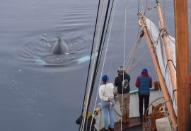 Tecla guests whale watching
