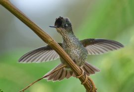 Tecla wildlife hummingbird Easter Island