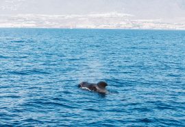 Tenerife-pilot-whale