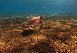 Turtle underwater in Tobago Cays, Caribbean
