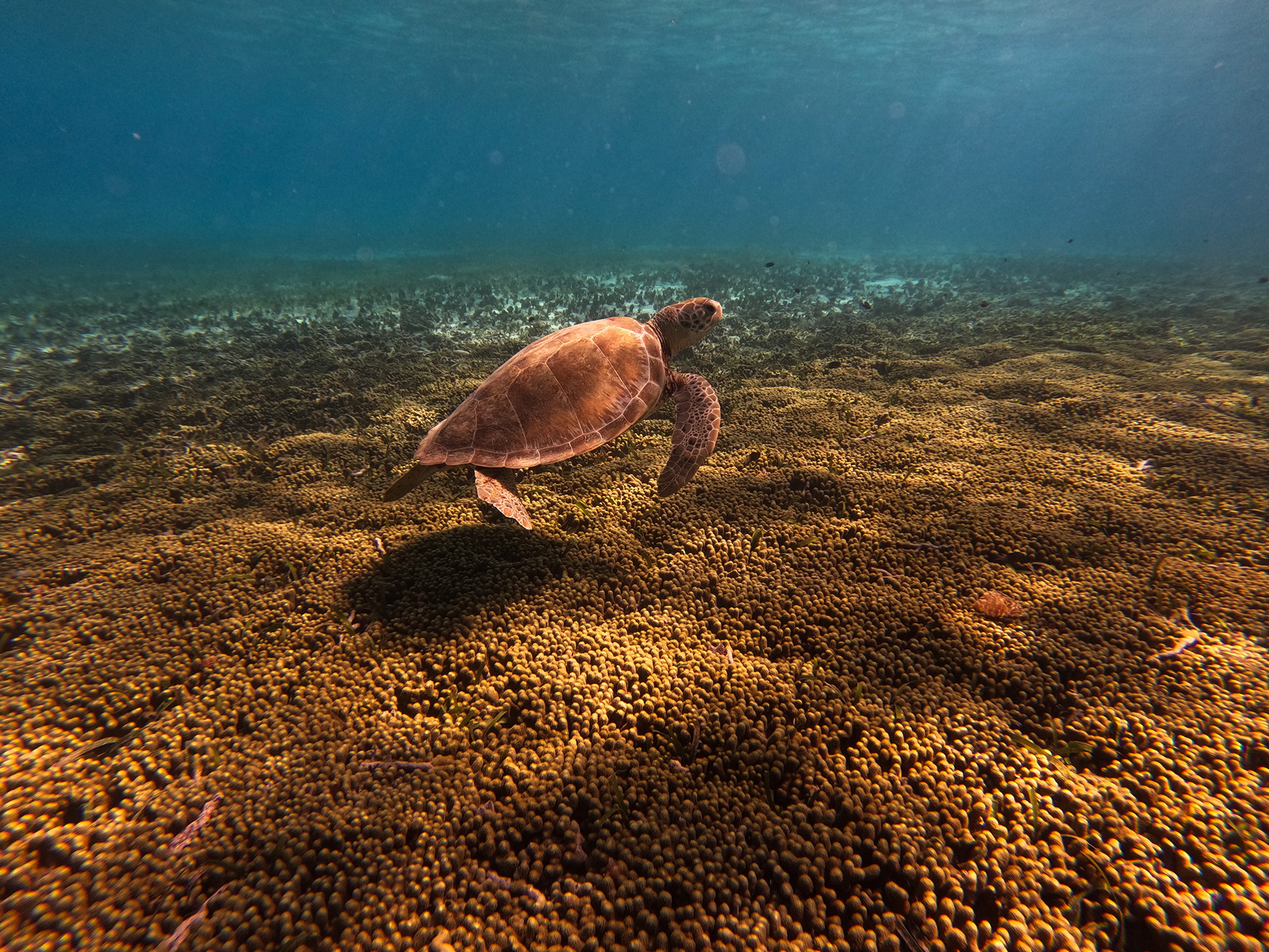 Turtle underwater in Tobago Cays, Caribbean
