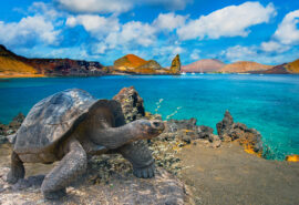 Turtle on Galapagos Islands wildlife, Ecuador, South America