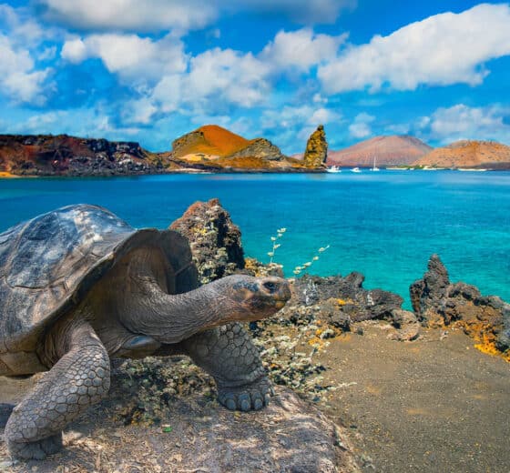 Turtle on Galapagos Islands wildlife, Ecuador, South America