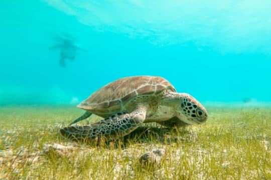Turtle on seabed, Tobago Cays, Caribbean wildlife